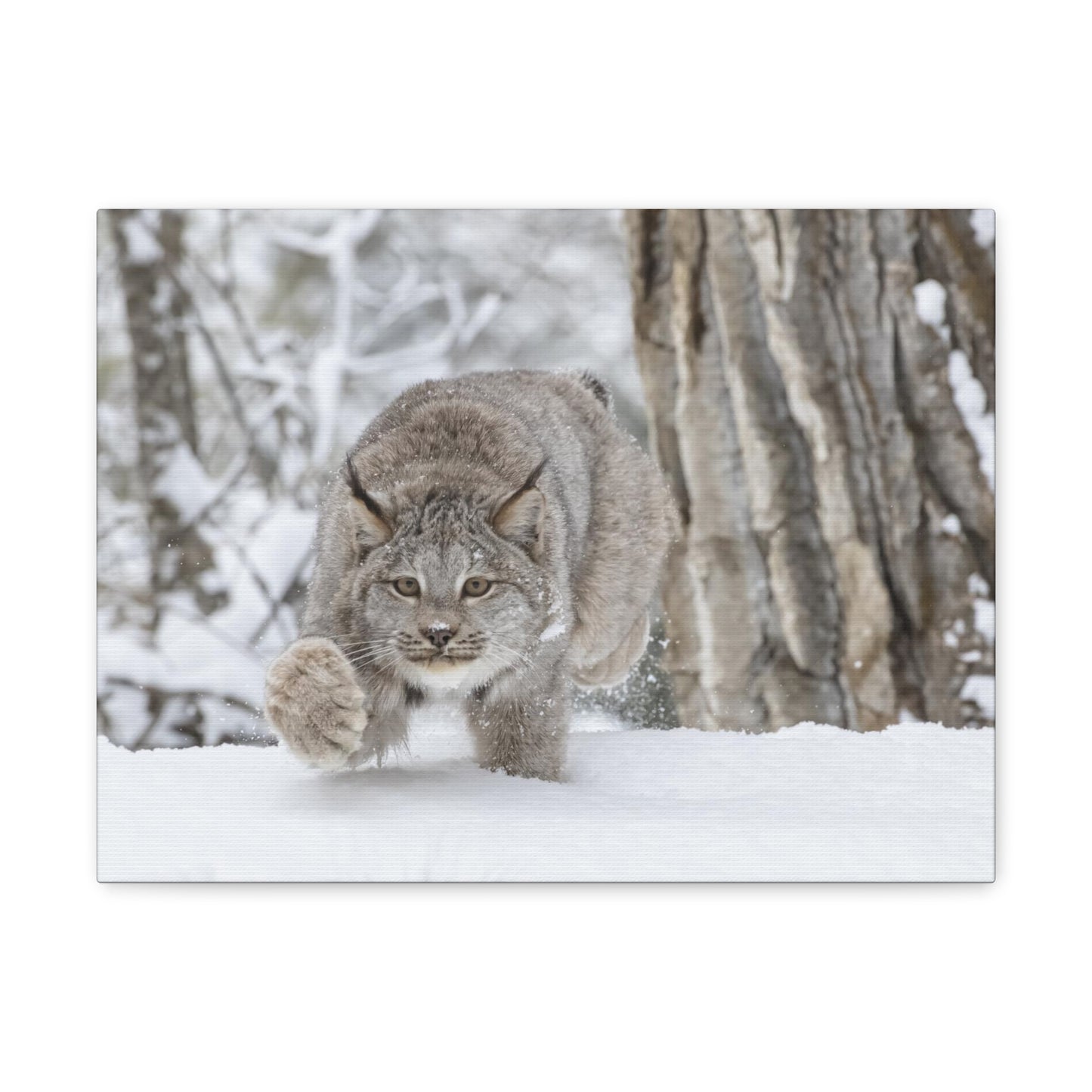 Bobcat in The Winter Canvas Gallery Wraps