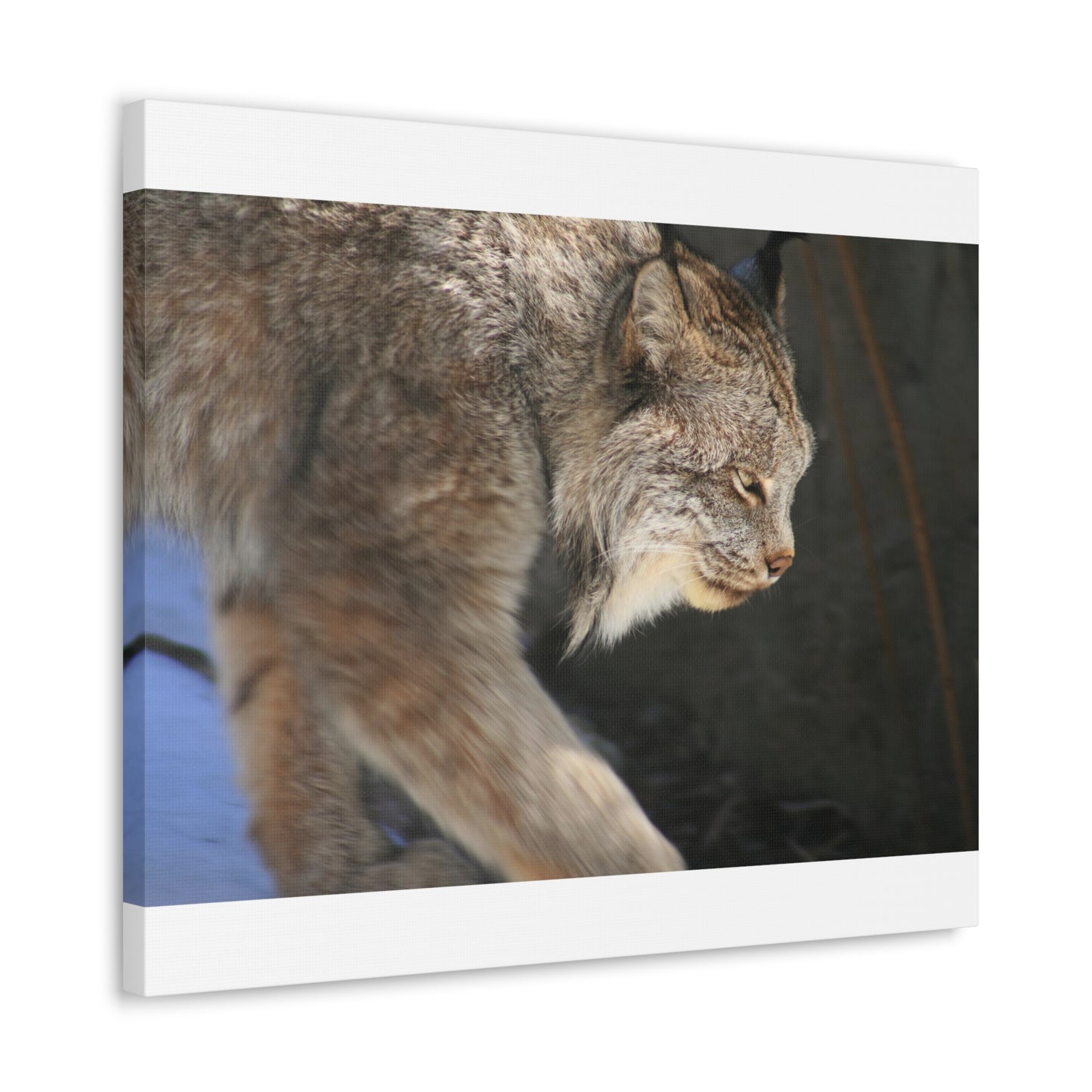 Lynx in the Wild Canvas Gallery Wraps