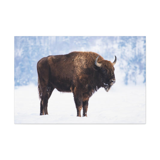 Buffalo in Winter Canvas Gallery Wraps