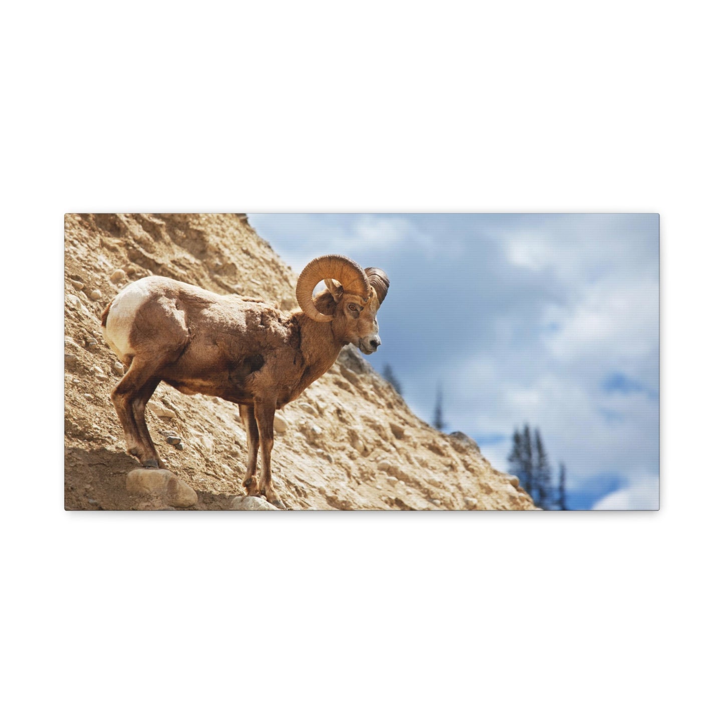 Mountain Goat Canvas Gallery Wraps
