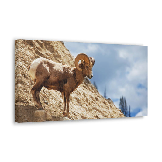 Mountain Goat Canvas Gallery Wraps
