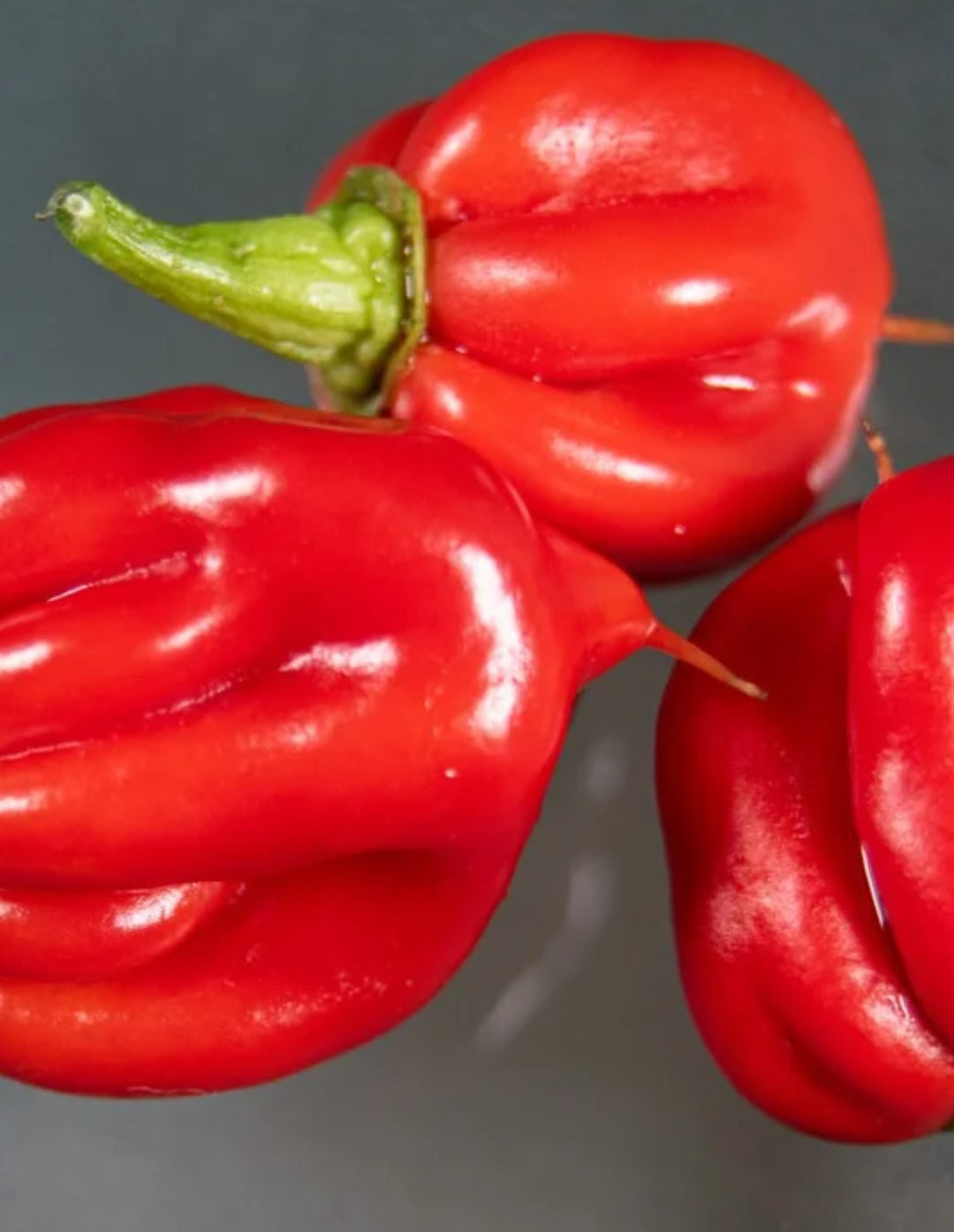 Scotch Bonnet Chilies Ground township 27