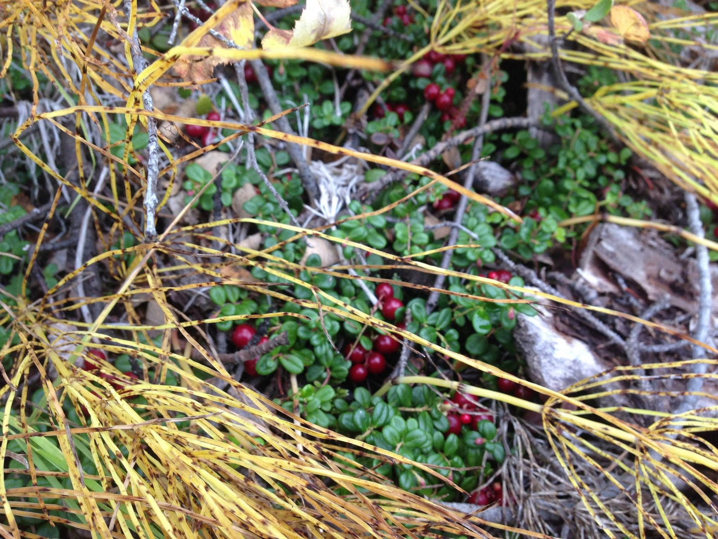 Yukon Wild Cranberry Sugar