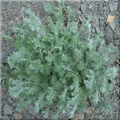 Grey Mountain Wild Italian Seasoning The Twisted Gourmet