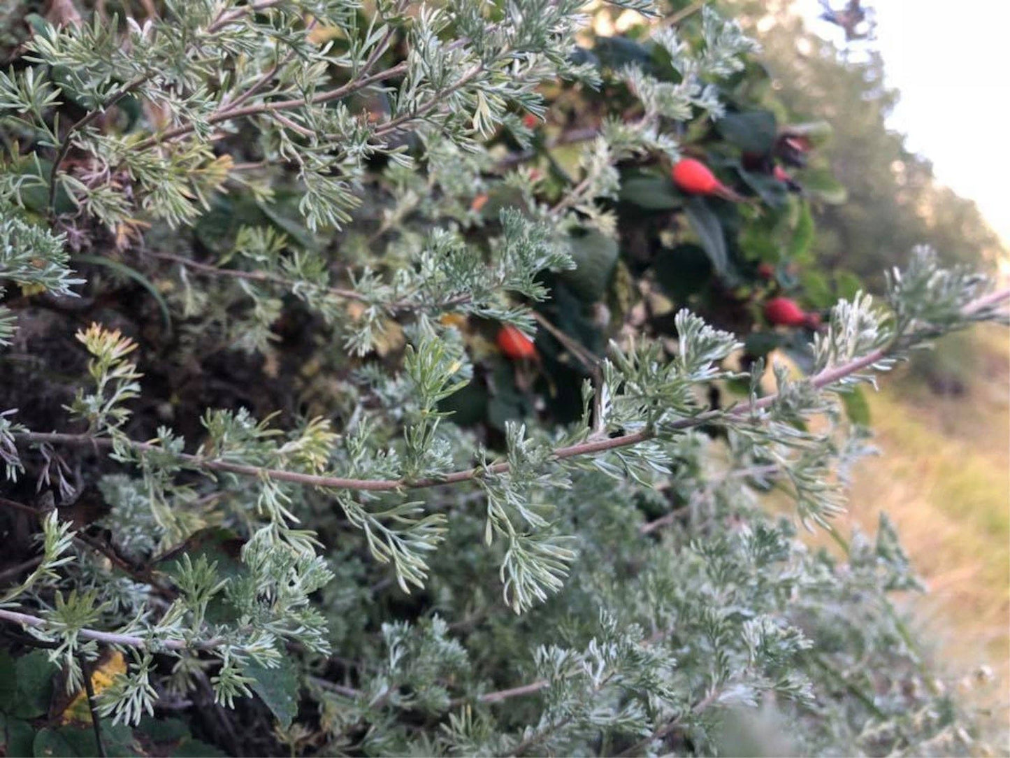 Old Log Cabin Spice Blend