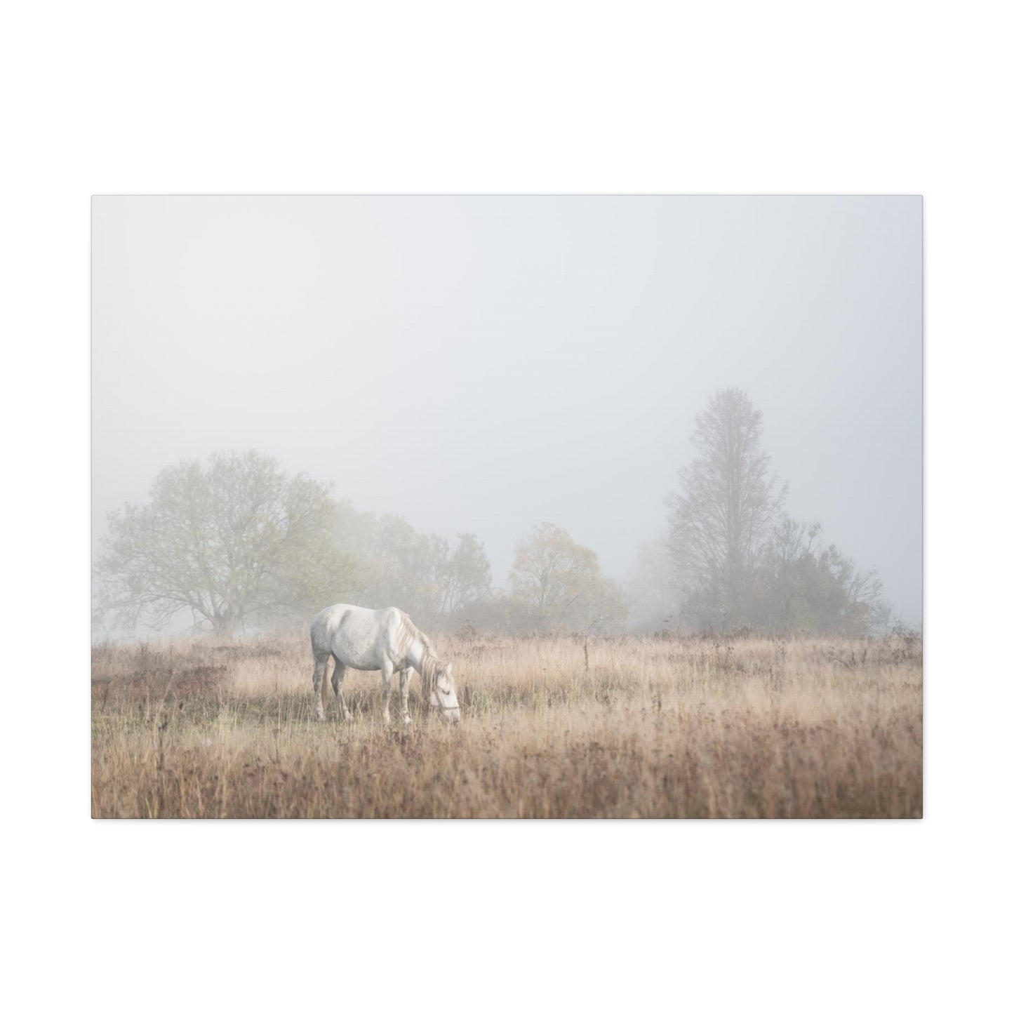 White Horse Foggy Meadow - Canvas