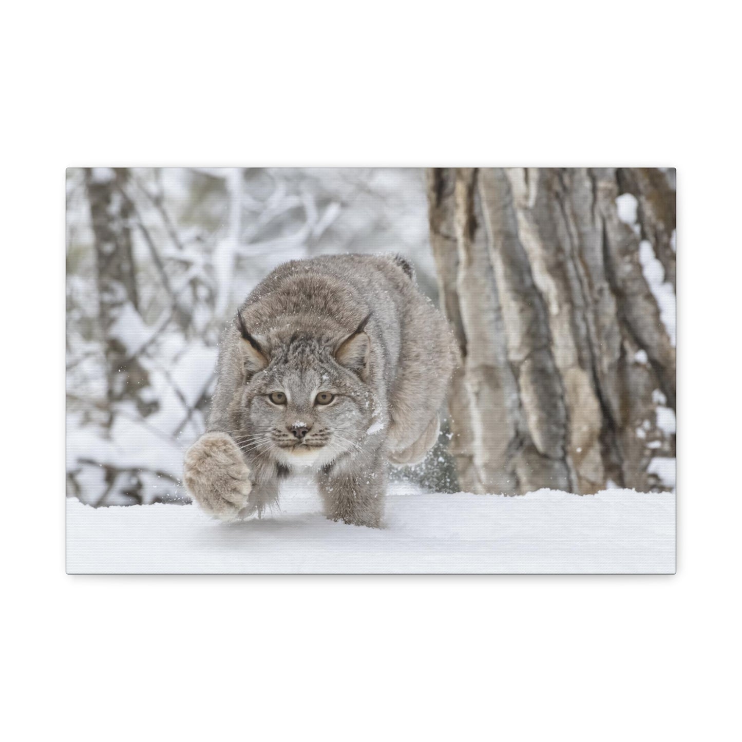 Bobcat in The Winter Canvas Gallery Wraps