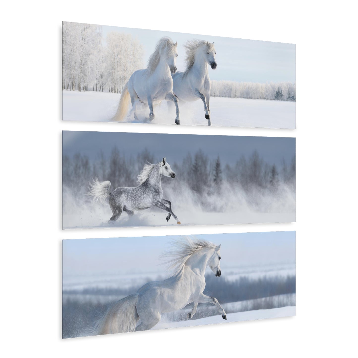Wild White Horse Acrylic Prints (Triptych)