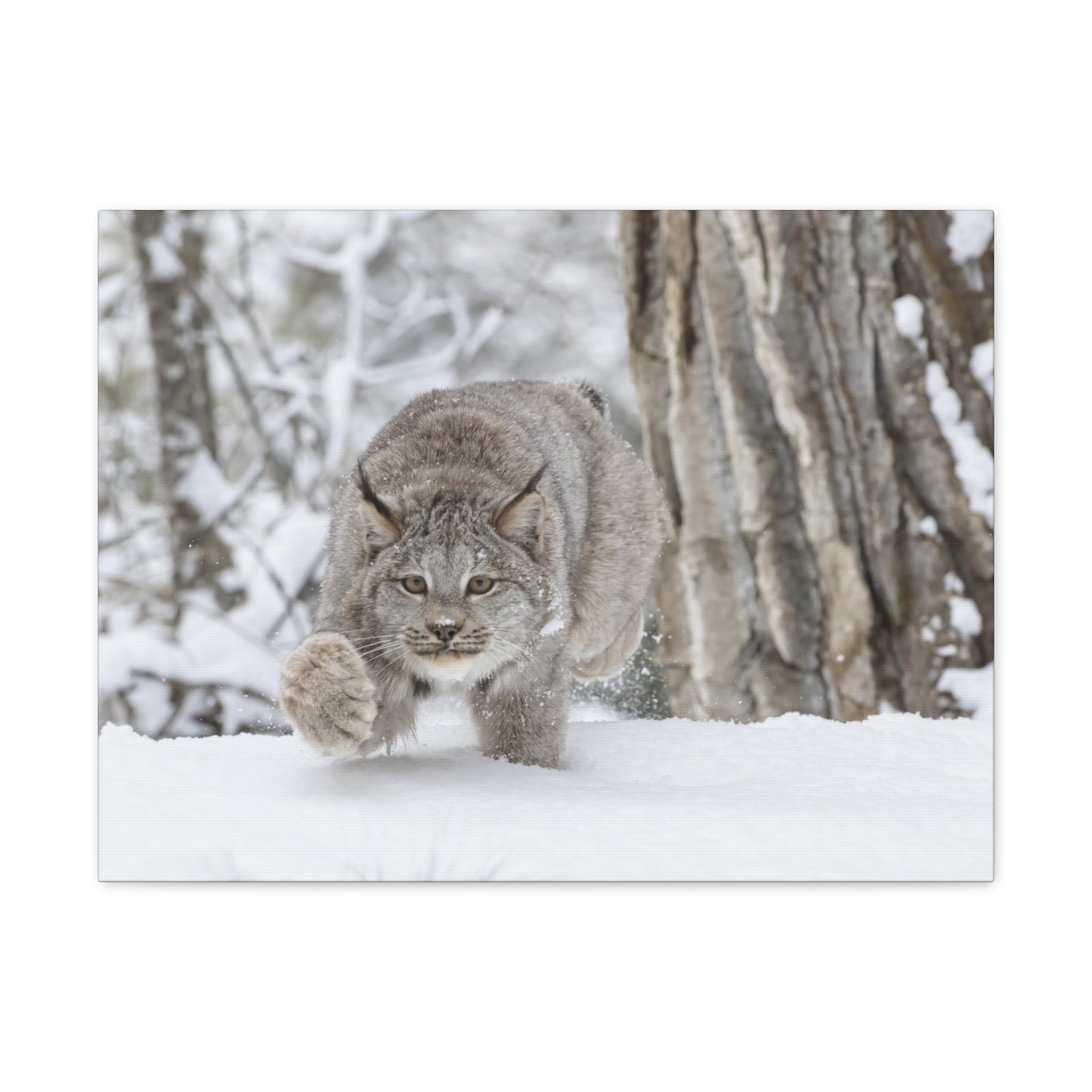 Bobcat in The Winter Canvas Gallery Wraps