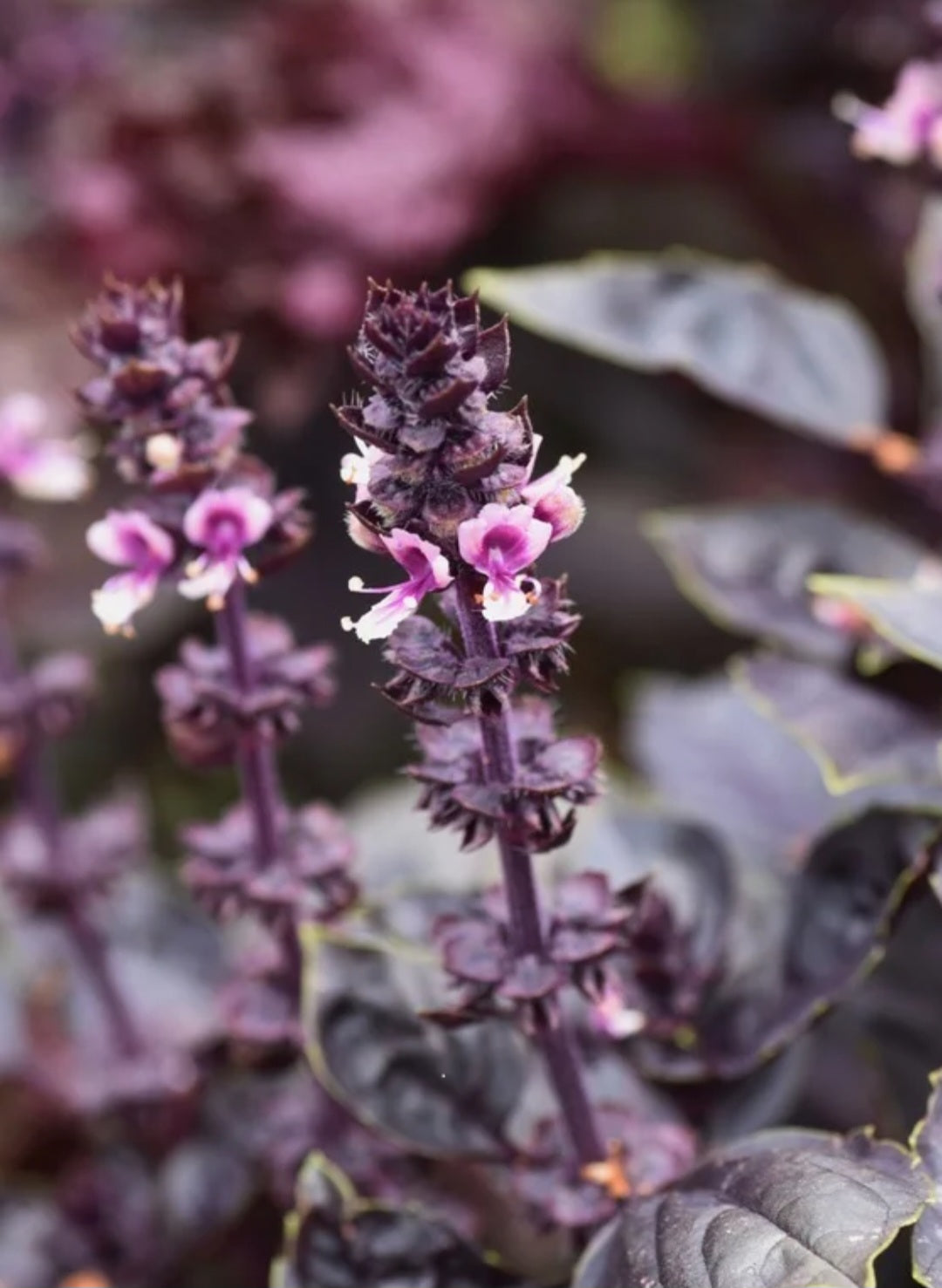 Purple Infused Vinegar