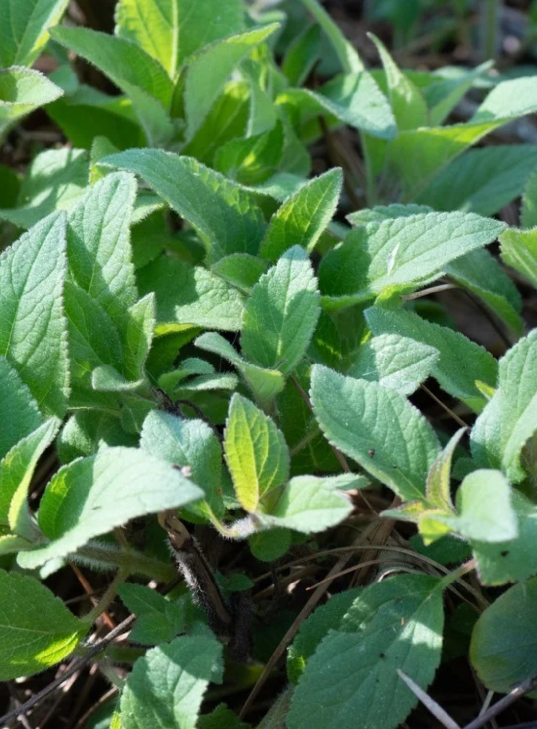 pineapple sage infused vinegar