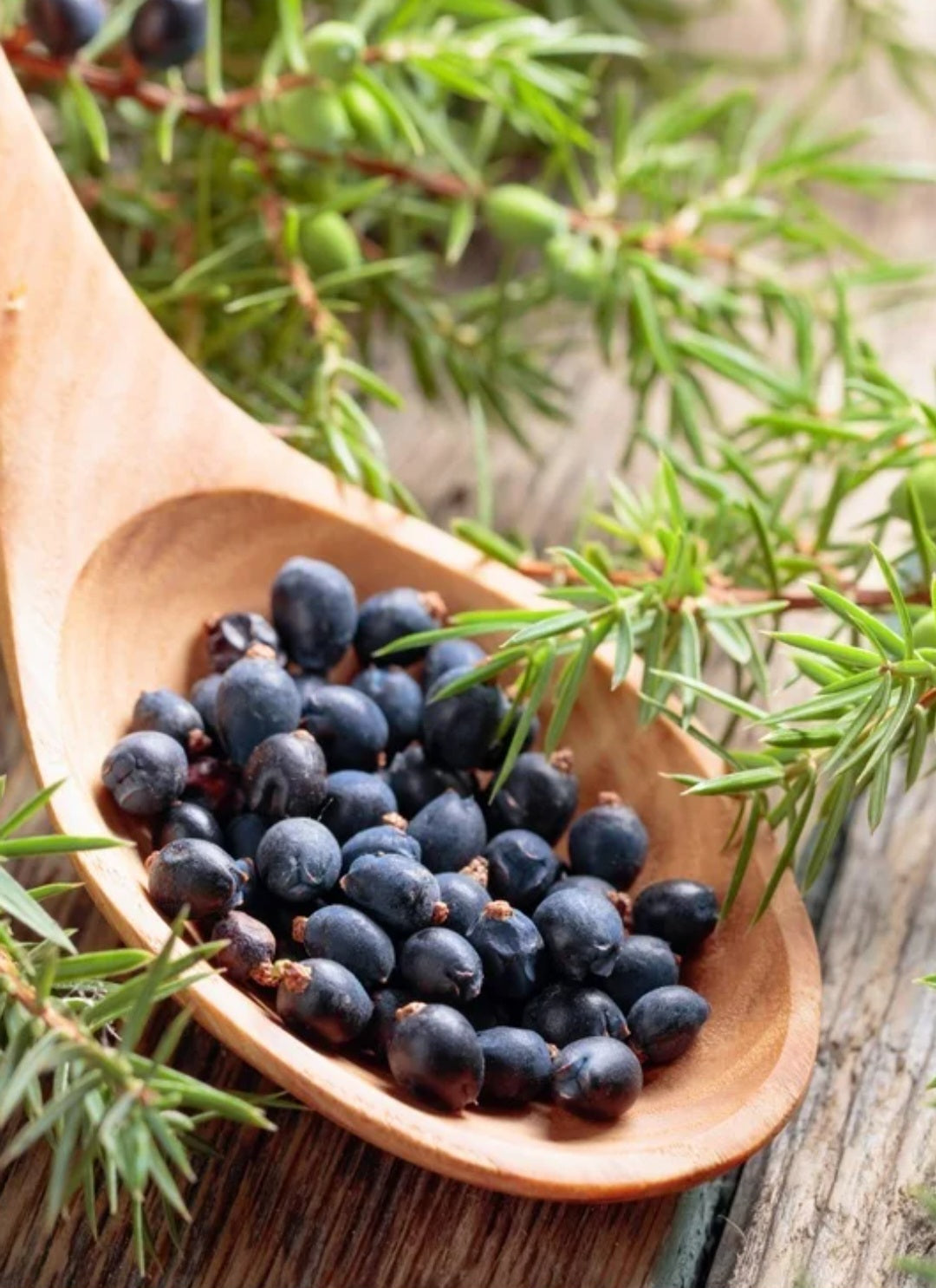 Juniper Berries