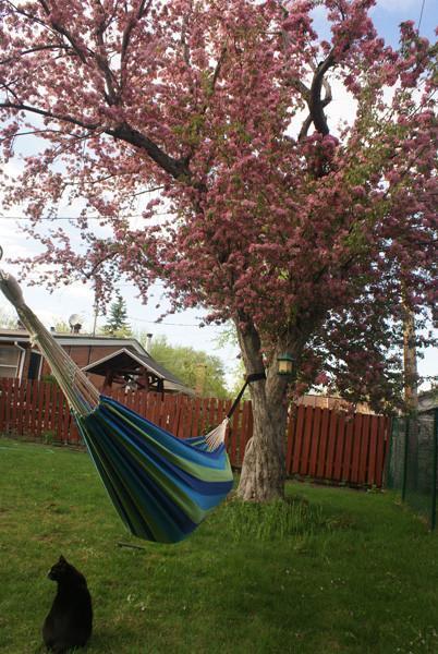Eco-Friendly Hammock Tree Straps with Heavy Duty Carabiners Hammock Universe Canada